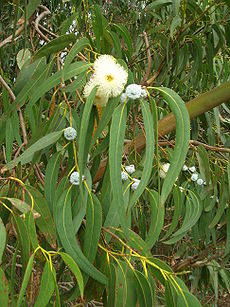 eucalyptus-globulus