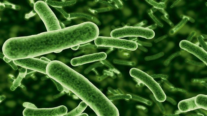 I Batteri “buoni” Nel Nostro Intestino