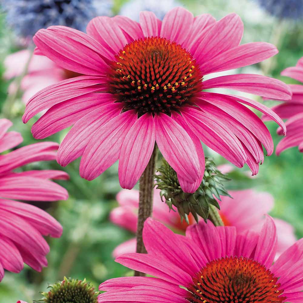 echinacea-purpurea