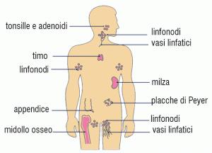 immunitario