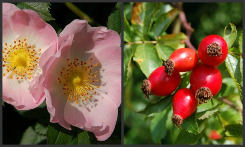 rosa-canina-con-bacche