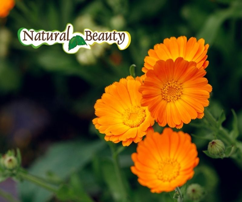 Calendula Benefici Proprieta